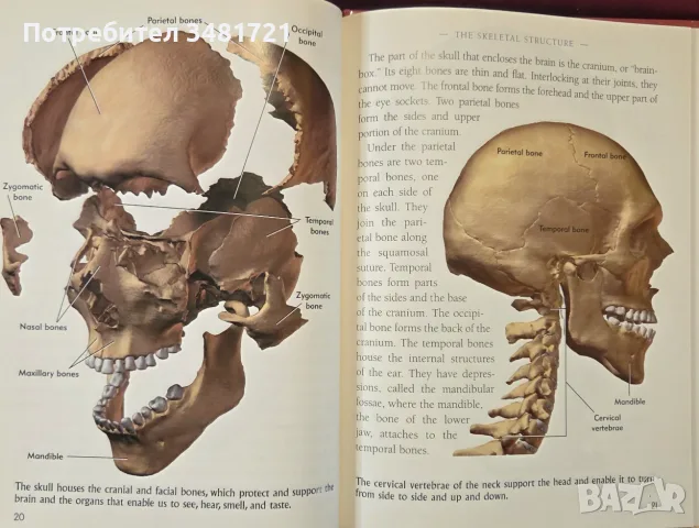 The Head and Neck. Learning How We Use Our Muscles, снимка 6 - Здраве, медицина и спорт - 55964348