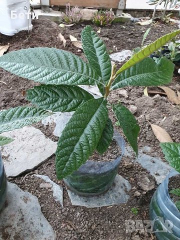 Японска мушмула , снимка 2 - Градински цветя и растения - 31277559