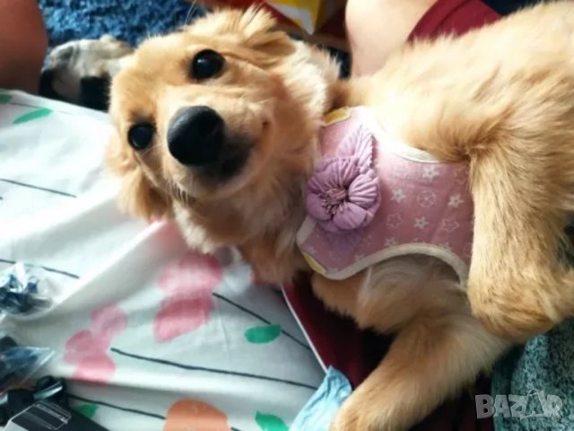 Нагръдник с повод за малко куче. Нагръдник за куче. Луксозни нагръдници за малки кучета. Повод, снимка 5 - За кучета - 30275948