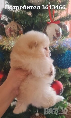 Мини мъжки померан 