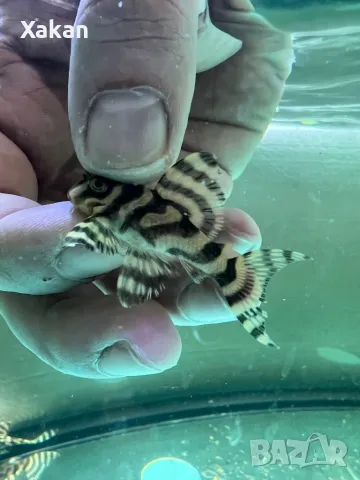 L 401-Rio Curua 5-6см последни 6бр, снимка 1