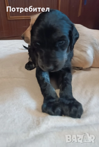 Афганска хрътка, снимка 8 - Хрътка - 51161887