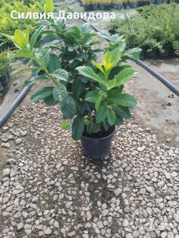 Лавровишня , снимка 2 - Градински цветя и растения - 51968758