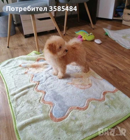 Мини пудел момченце , снимка 8 - Пудели - 54015251