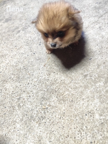 шпиц померан , снимка 5 - Шпиц - 52793634
