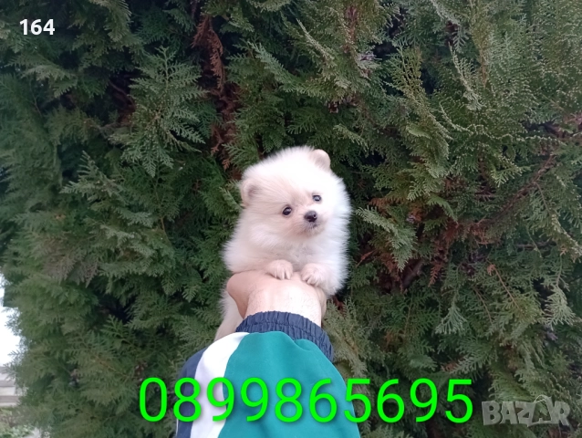 Померани. Реални снимки от днес !, снимка 5 - Померан - 52876356