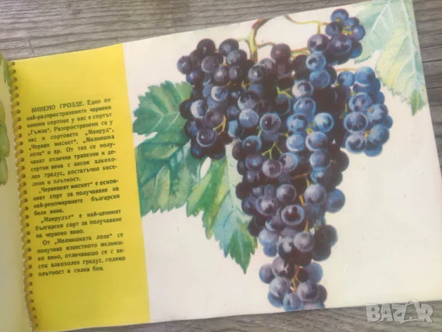 Книга Българското селско и горско стопанство по пътя на социализма 1958, снимка 3 - Други - 48892716