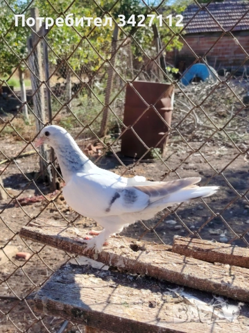 Турски гълъби за игра 