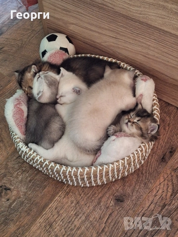 Британски късокосмести