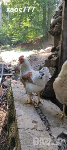 Две домашни селски петлета на по 5 месеца, снимка 1