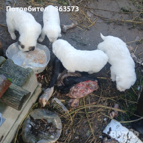 Продавам малки кученца ,караачанска овчарка ,2 мъжки и 2 женски, снимка 3 - Каракачанска овчарка - 53096624