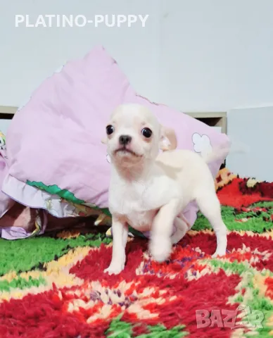 ЧИХУАХУА БЕБЕТА