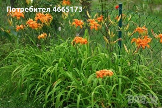 Хеморокалис  Градинско Цвете, снимка 2 - Градински цветя и растения - 54110783