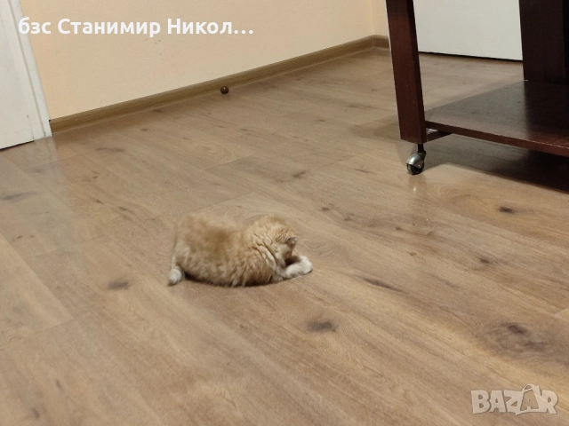 Женско екзотично персийско коте на 4 месеца., снимка 5 - Персийска - 52893968