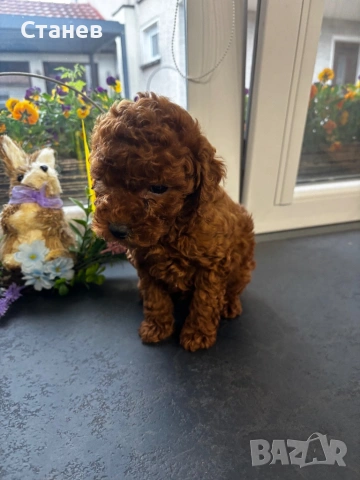 Той пудел момче, снимка 4 - Пудели - 54277456