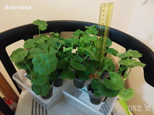 Комплект вкоренени резници Мушкато 10 бр - 4 цвята