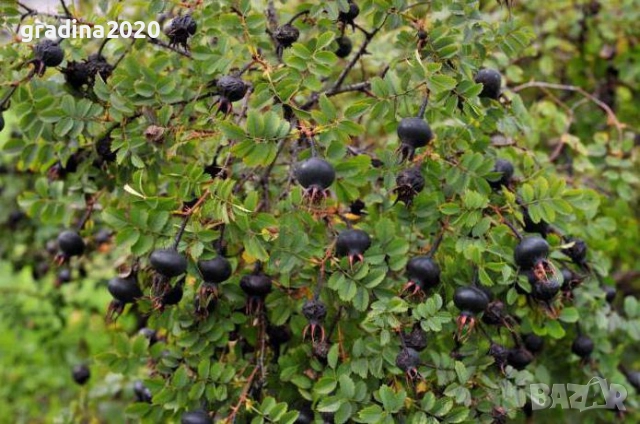   Черна шипка от диви рози (Rosa spinosissima), снимка 2 - Разсади - 52827156