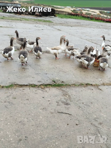 Продавам гъски, снимка 2 - Патици и гъски - 52532622