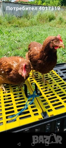 кокошки носачки , снимка 2 - Други животни - 54240953