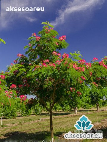 400 висококачествени семена от красиво декоративно копринено спящо медоносно дърво албиция за декора, снимка 8 - Разсади - 37673595