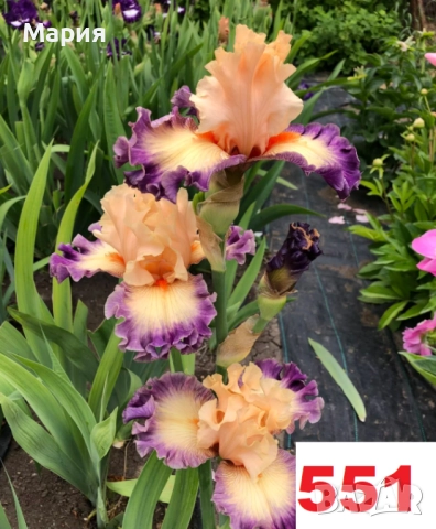 Сортови вискоки ириси /брадати ириси, снимка 17 - Градински цветя и растения - 51459398