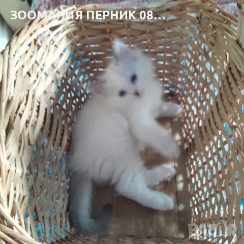 котета Регдол на 2месеца, снимка 2 - Други - 55997228
