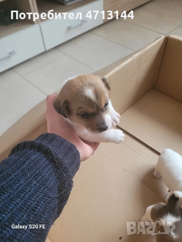 Джак Ръсел , снимка 8 - Джак ръсел териер - 53147122