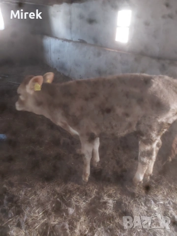 за продажба, снимка 3 - Крави - 54189624
