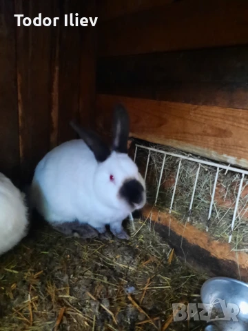 Продавам Калефорнийски  зайци 