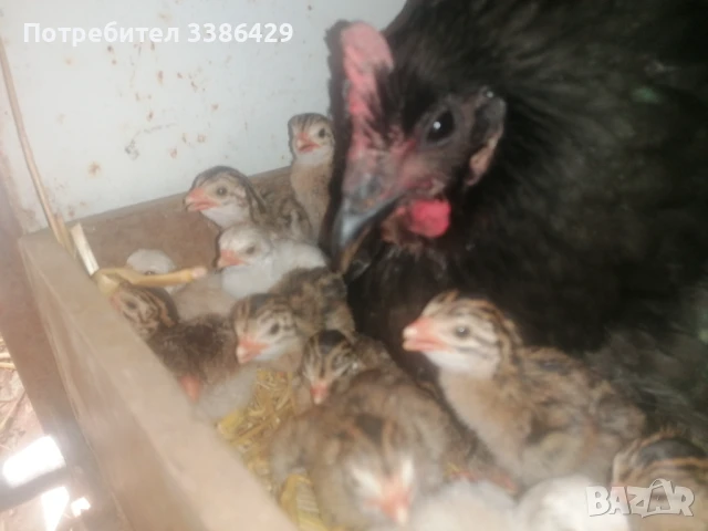 Пуйки, неми патици,  токачки, снимка 3 - Патици и гъски - 48423171