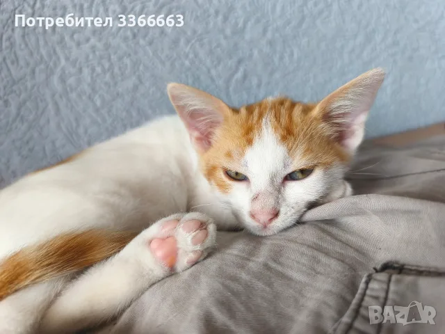 ПОДАРЯВАМ женски котенца, снимка 2 - Други - 56439705