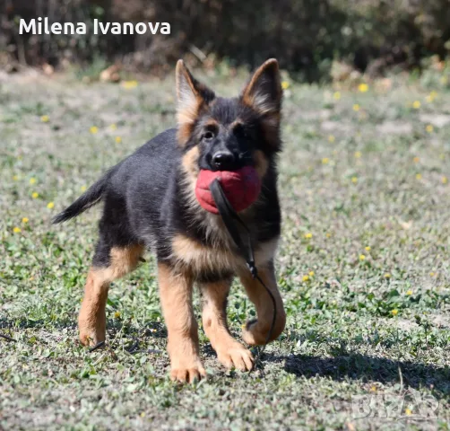 Мъжка немска овчарка с ДЪЛЪГ косъм , снимка 8 - Немска овчарка - 56495786