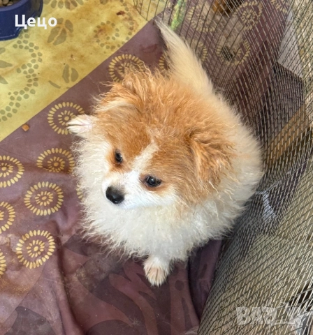 Померан момче , снимка 2 - Померан - 52790454