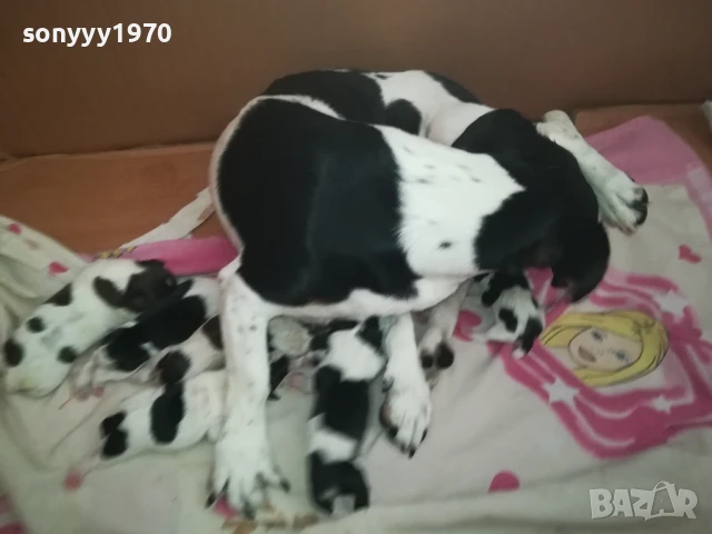 ДЖАК РЪСЕЛ БЕБЕТА-РОДЕНИ ДНЕС 11.08.25г 1108251838, снимка 13 - Джак ръсел териер - 51331559