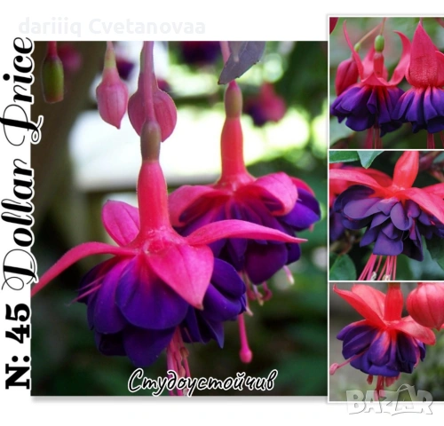 Фуксия за вашата градина 