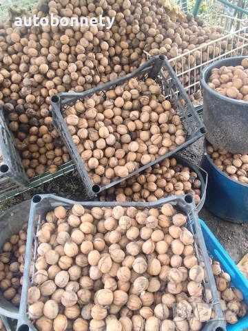 Био Орехи , Еко продукт , Домашни , екологично производство , снимка 8 - Домашни продукти - 52081274
