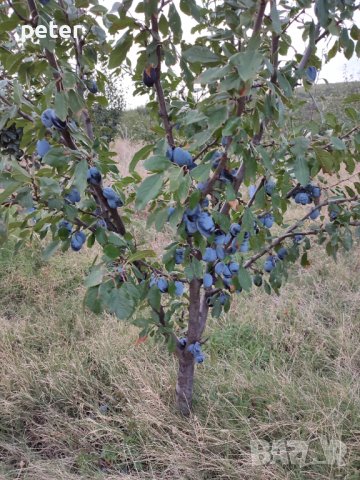 Овощна градина , снимка 2 - Земеделска земя - 38065060