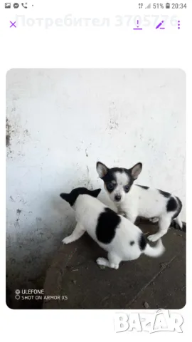 Чихуахуа ,чихупинчерчета джуджета