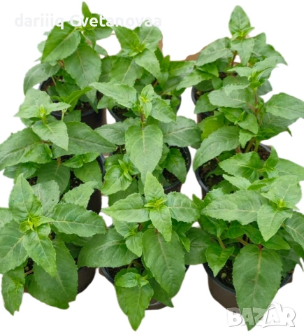 КАСКАДНА ФУКСИЯ ЦАРИЦАТА НА ЦВЕТЯТА , снимка 14 - Градински цветя и растения - 54220317