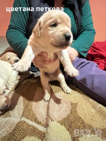 Лабрадор ретривър , снимка 4 - Лабрадор ретривър - 53220479