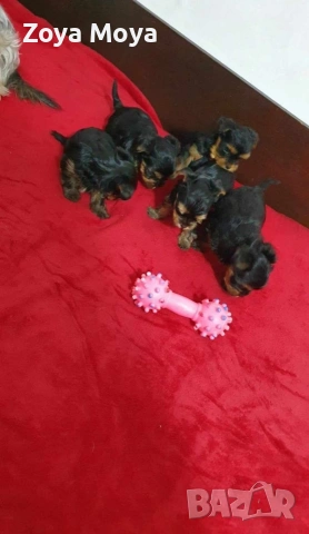 мини йоркширски териер, снимка 5 - Йоркширски териер - 53008463