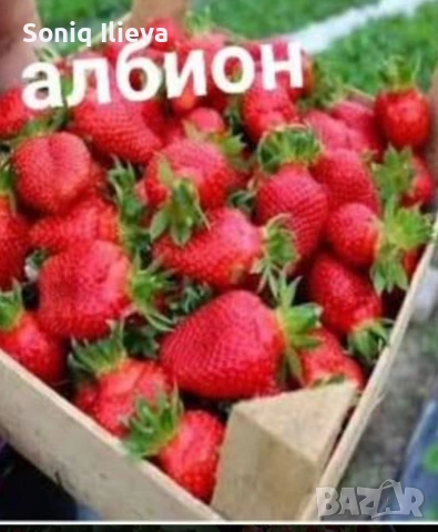 продавам разсад ягоди, снимка 12 - Разсади - 53905580