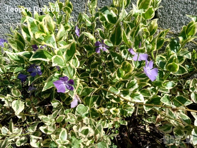 Винка пъстролистна, с височина 20-30см. - 5 €. за 10 корена.