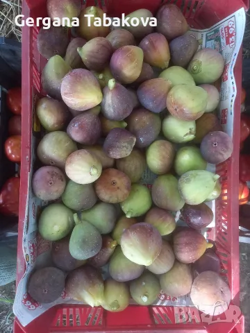 продавам смокини