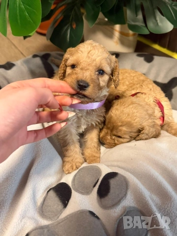 Пудел той , снимка 6 - Пудели - 53259017