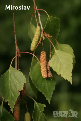 Бяла бреза (Betula pendula), снимка 6 - Градински цветя и растения - 47644562