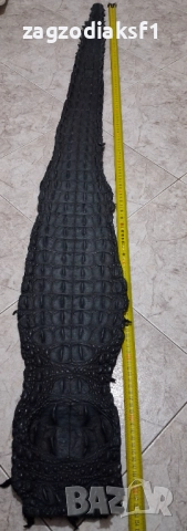 Кожа от гръб на Крокодил 153,5 см., снимка 3 - Колекции - 52801971