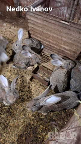 Зайци, снимка 2 - Други животни - 52341457