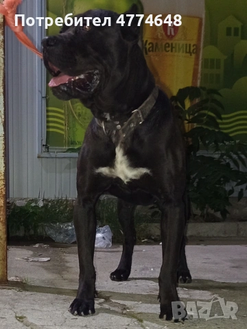 Кане корсо, снимка 18 - Кане корсо - 53966614