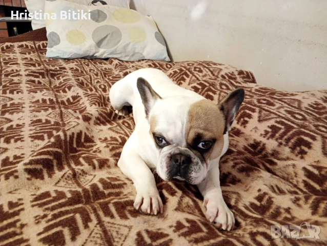 Продавам френски булдог мъжки, снимка 4 - Френски булдог - 54224947
